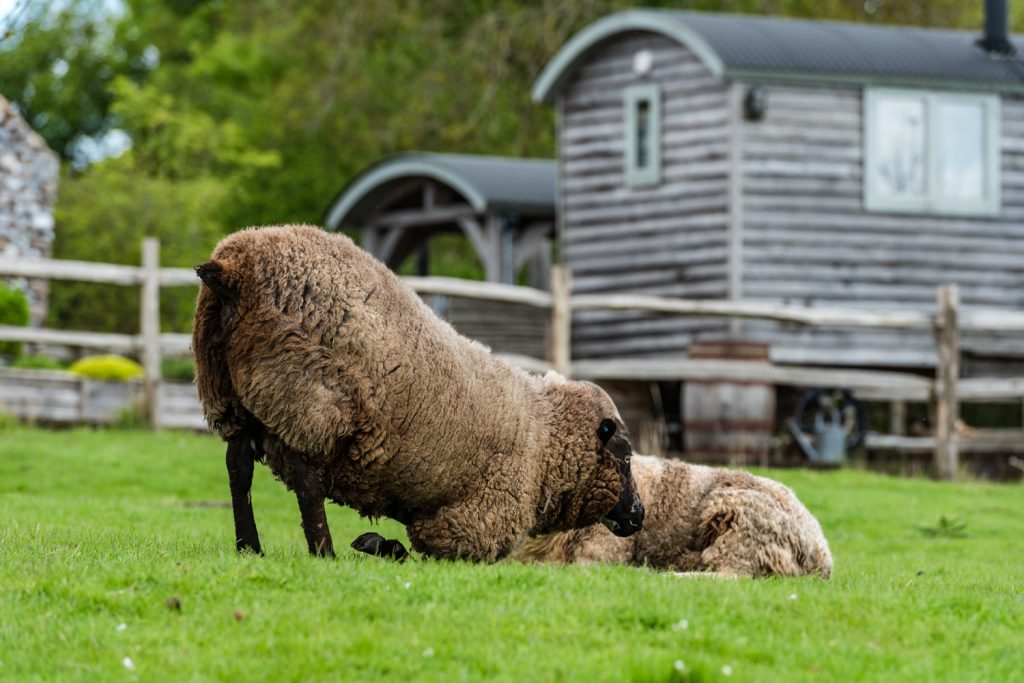 Blackdown Shepherd Huts use sheep's wool for insulation in their huts